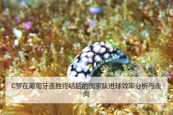luo-zai-pu-tao-ya-lian-sheng-zhong-jie-hou-de-guo-jia-dui-jin-qiu-xiao-lv-fen-xi-yu-zou-xiang-2-160.jpg